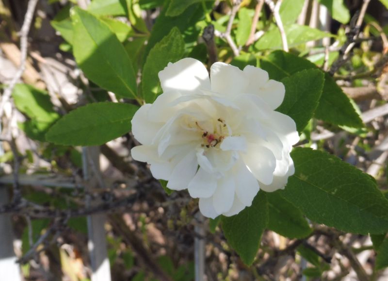 Verbenaceae? Rosa banksiae  var. banksiae (Rosaceae)