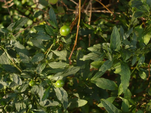 pianta bacche sferiche rosse e verdi- Solanum pseudocapsicum