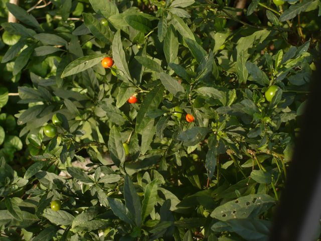 pianta bacche sferiche rosse e verdi- Solanum pseudocapsicum