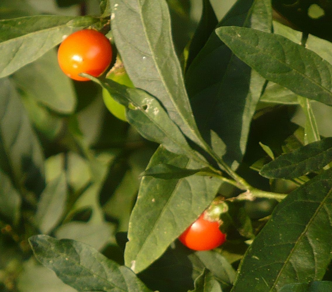 pianta bacche sferiche rosse e verdi- Solanum pseudocapsicum