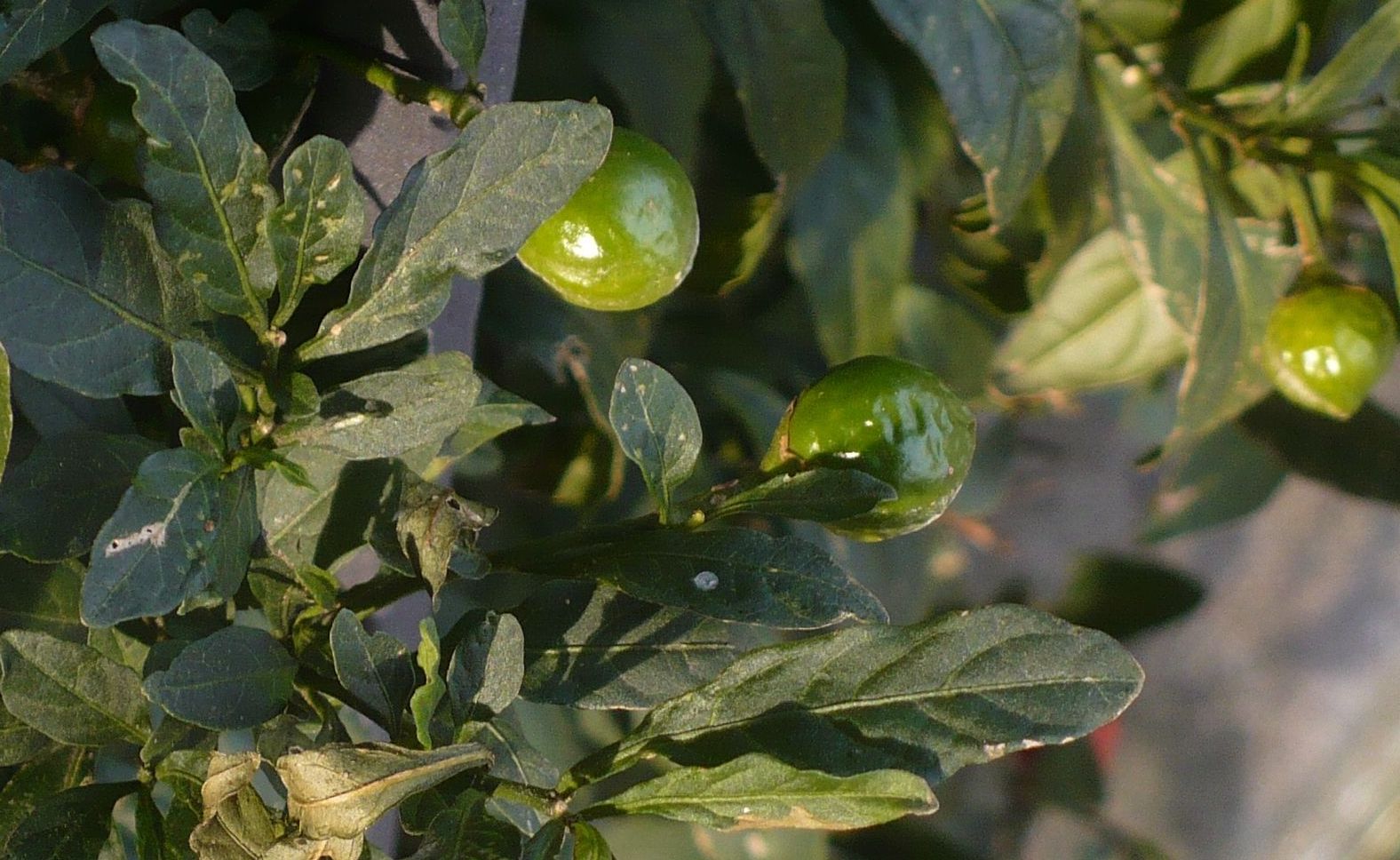 pianta bacche sferiche rosse e verdi- Solanum pseudocapsicum