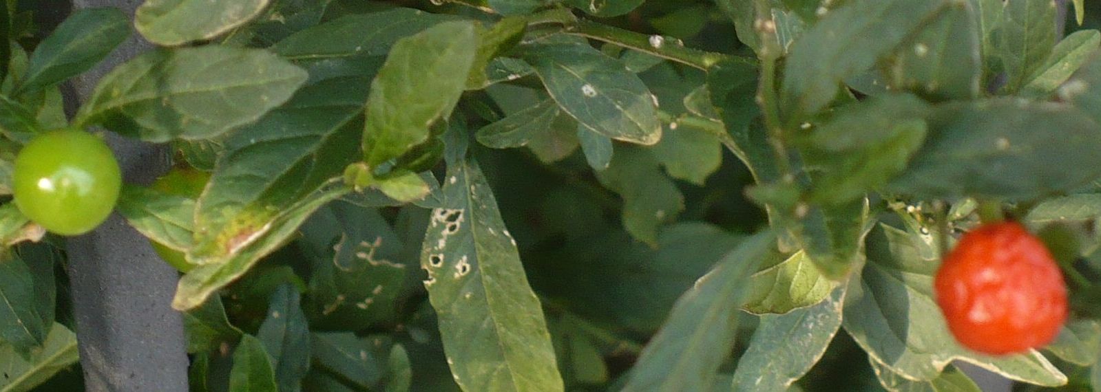 pianta bacche sferiche rosse e verdi- Solanum pseudocapsicum