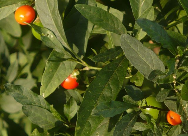 pianta bacche sferiche rosse e verdi- Solanum pseudocapsicum