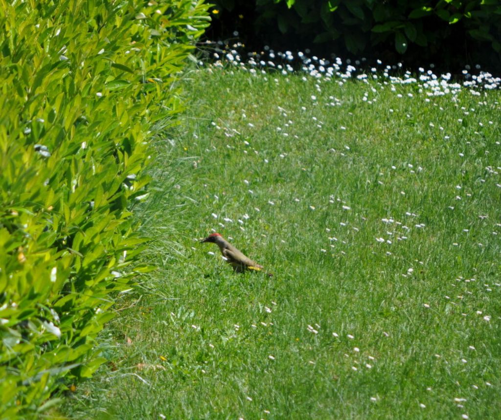 Dal giardino