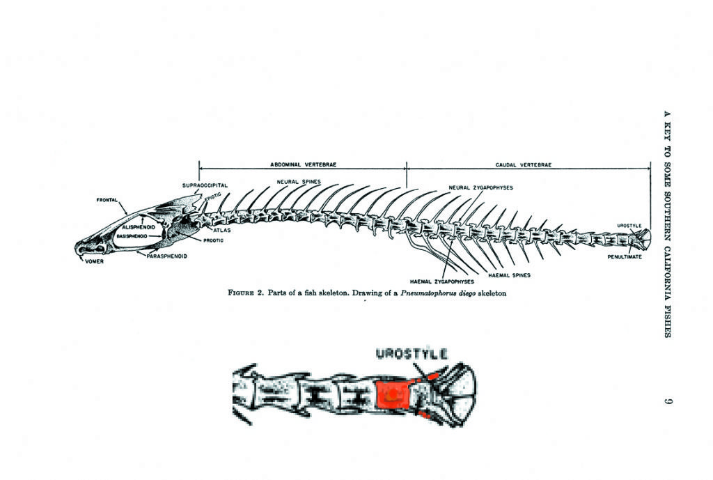 Identificazione frammento scheletro