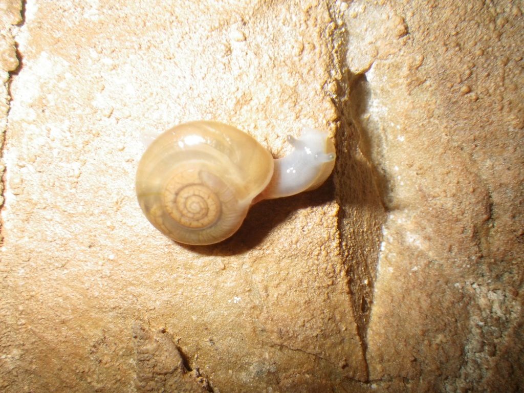 mollusco apuano.. che specie  ?