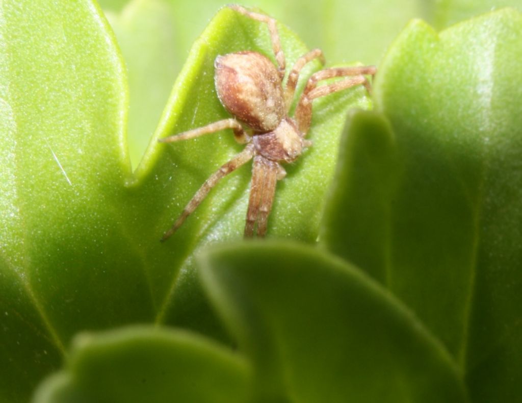 Philodromus sp. - Mapello (BG)