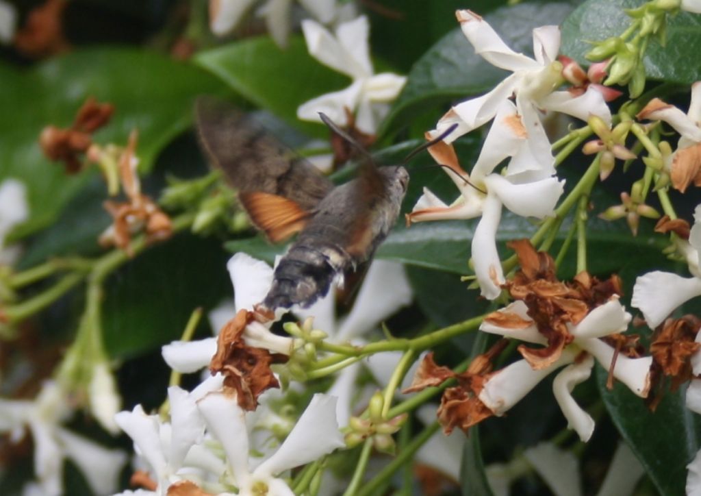 conferma per Hemaris tityus