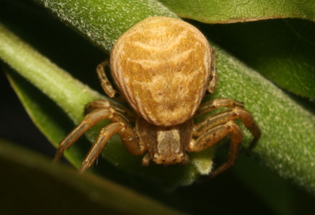 Xysticus sp. - Malpello (BG)