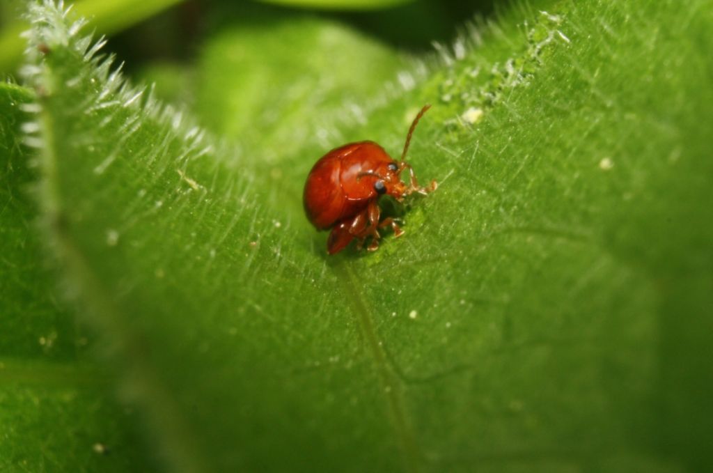 chi  - Sphaeroderma sp. (Chrysomelidae)