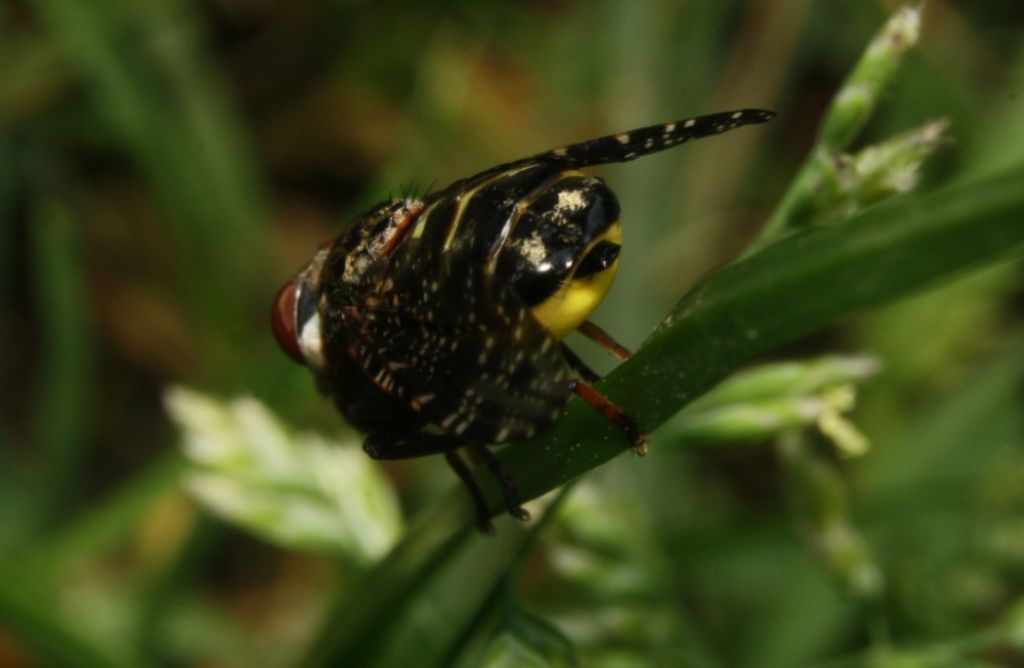 conferma per Platystoma lugubre