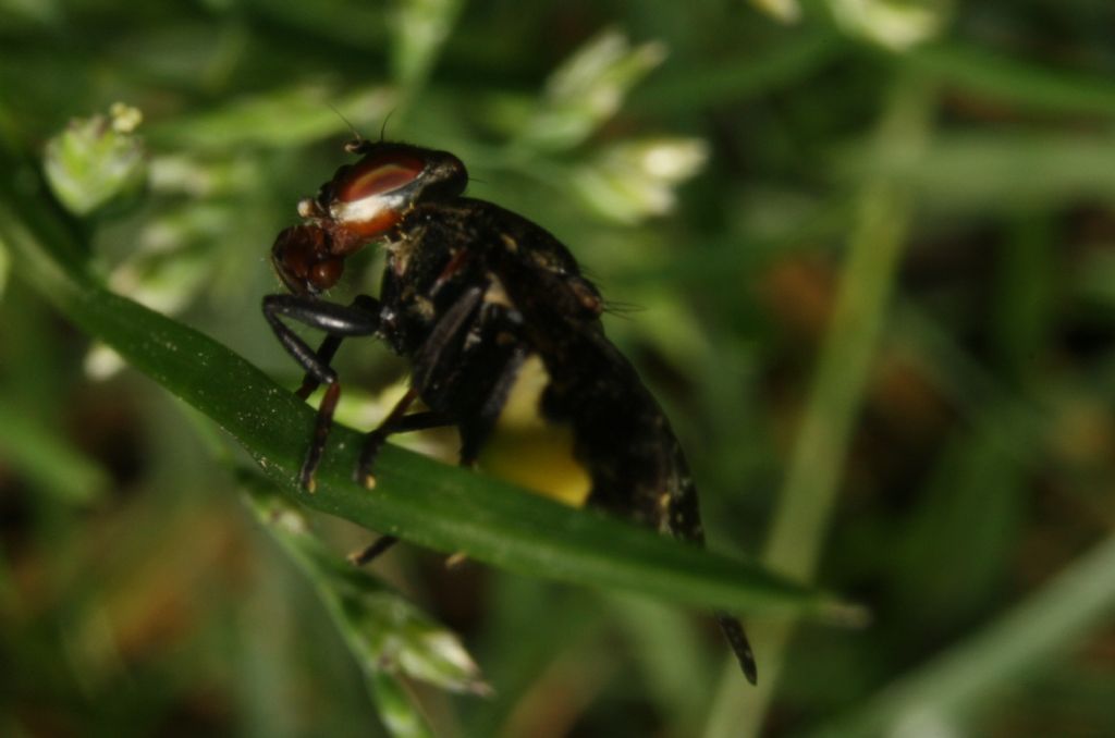 conferma per Platystoma lugubre