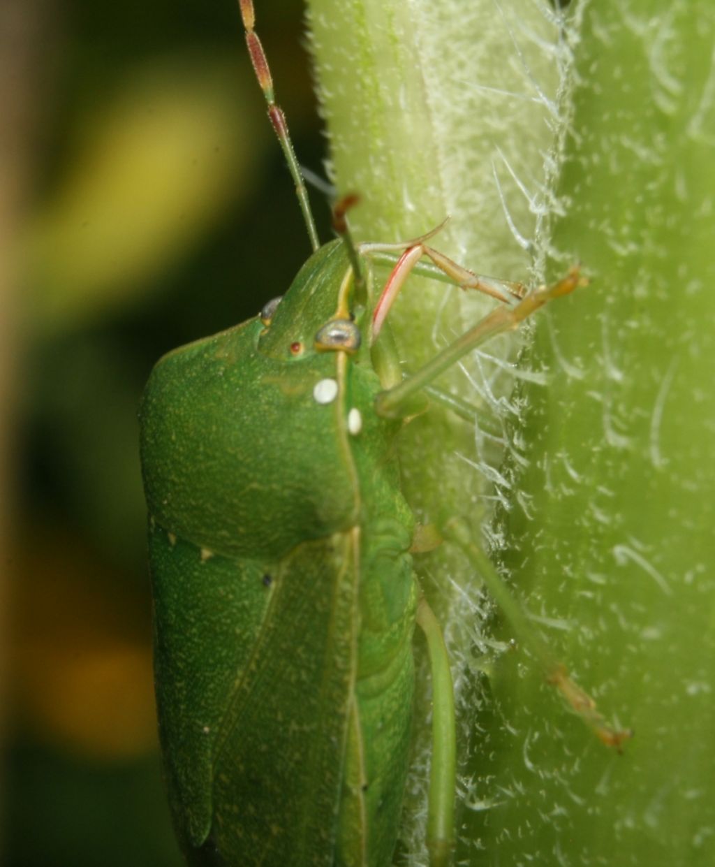 Pentatomidae: Nezara viridula