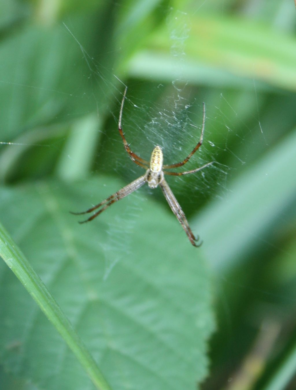 Argiope bruennchi maschio su ragnatela propria - Mapello(BG)