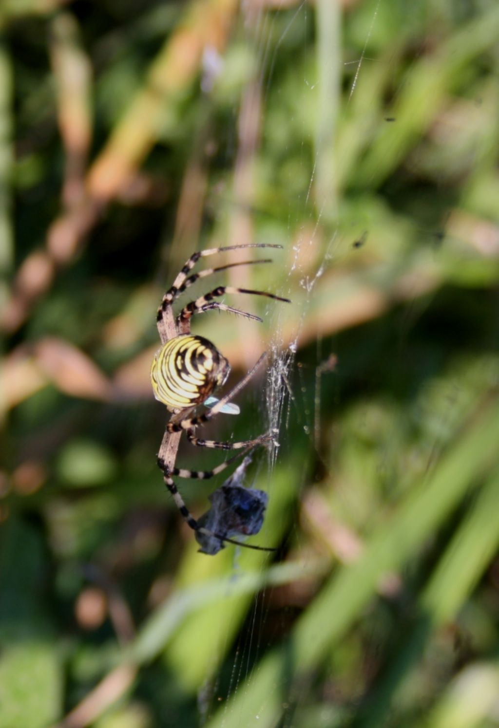 Argiope bruennchi maschio su ragnatela propria - Mapello(BG)