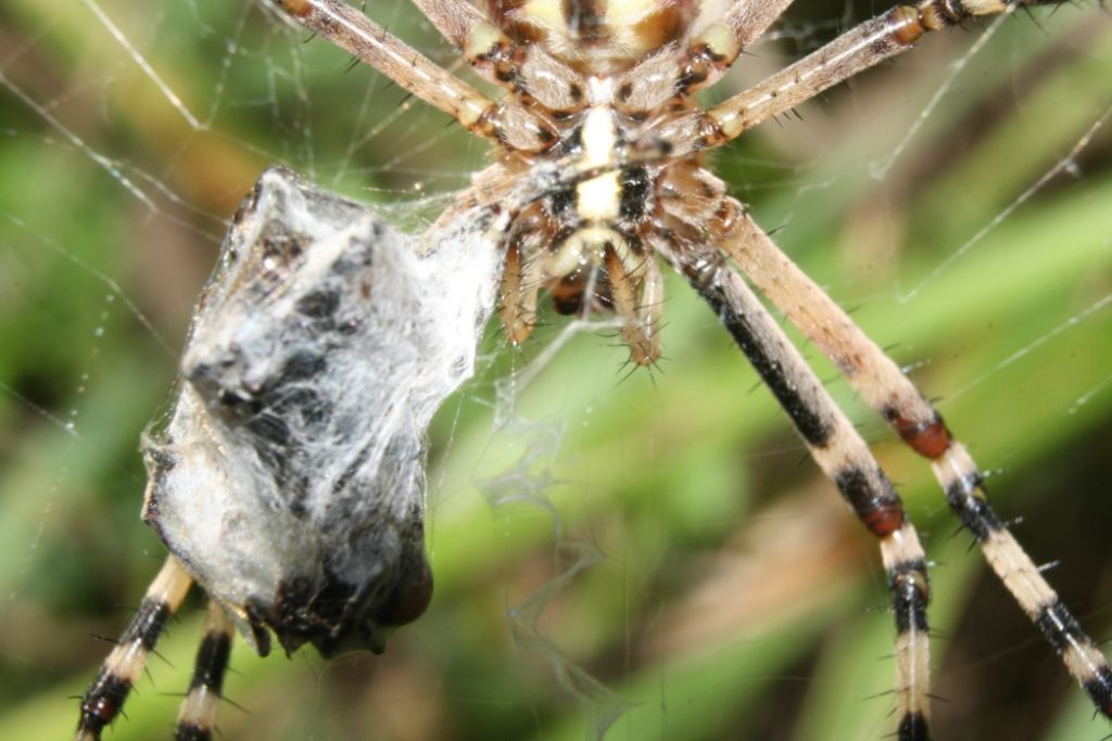 Argiope bruennchi maschio su ragnatela propria - Mapello(BG)