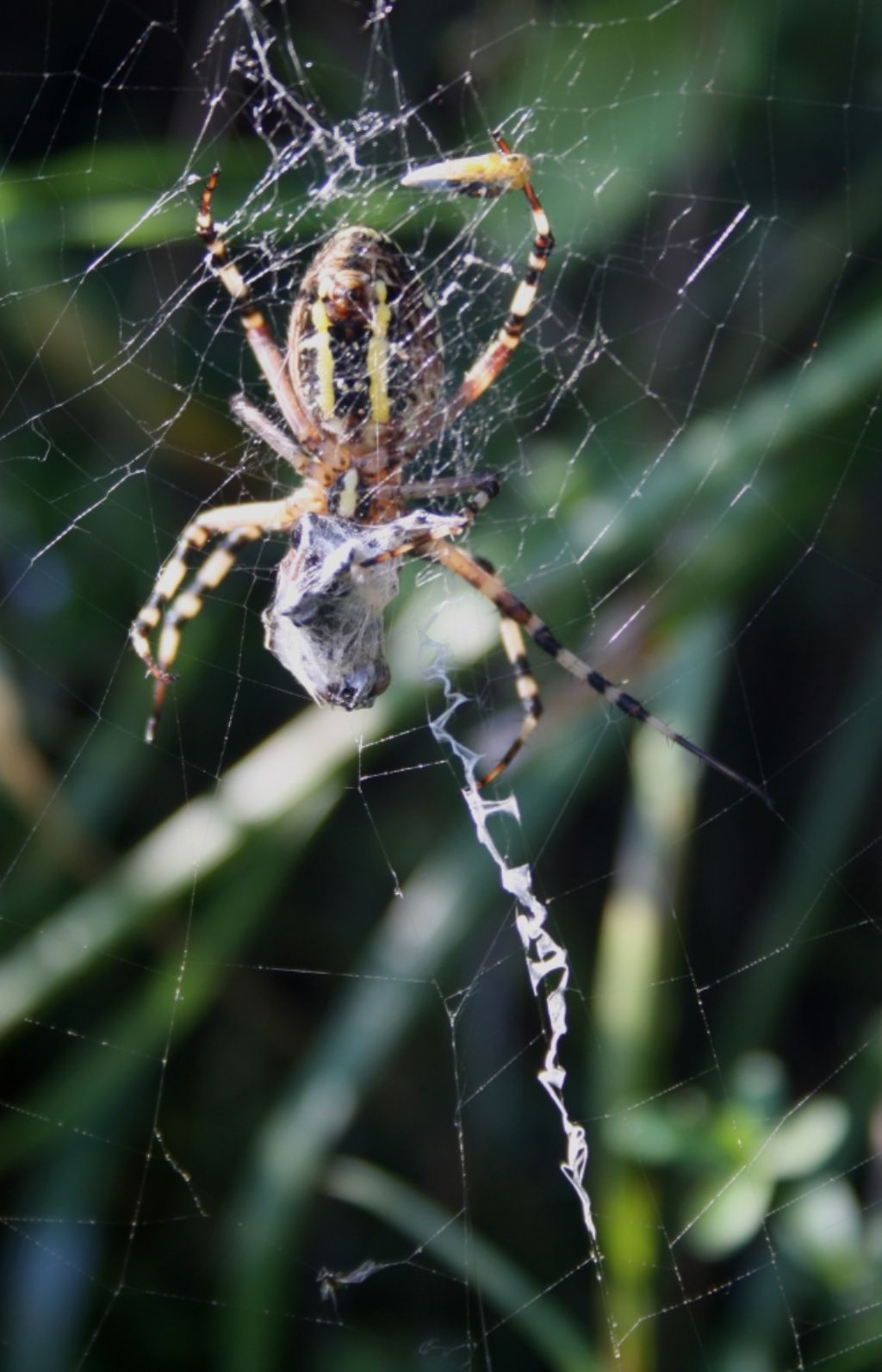 Argiope bruennchi maschio su ragnatela propria - Mapello(BG)