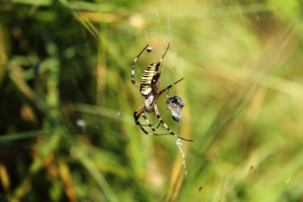 Argiope bruennchi maschio su ragnatela propria - Mapello(BG)