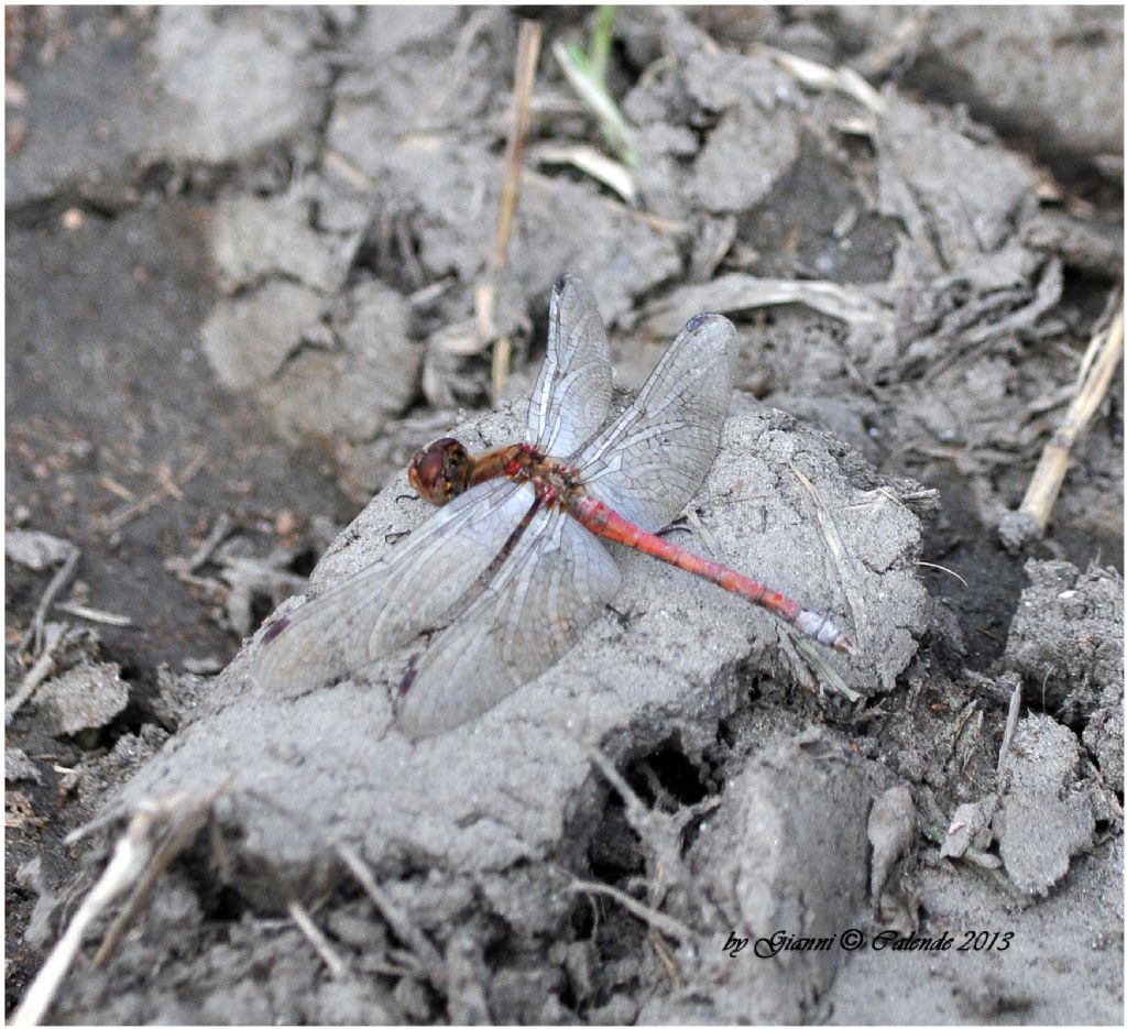 Libellula da ID