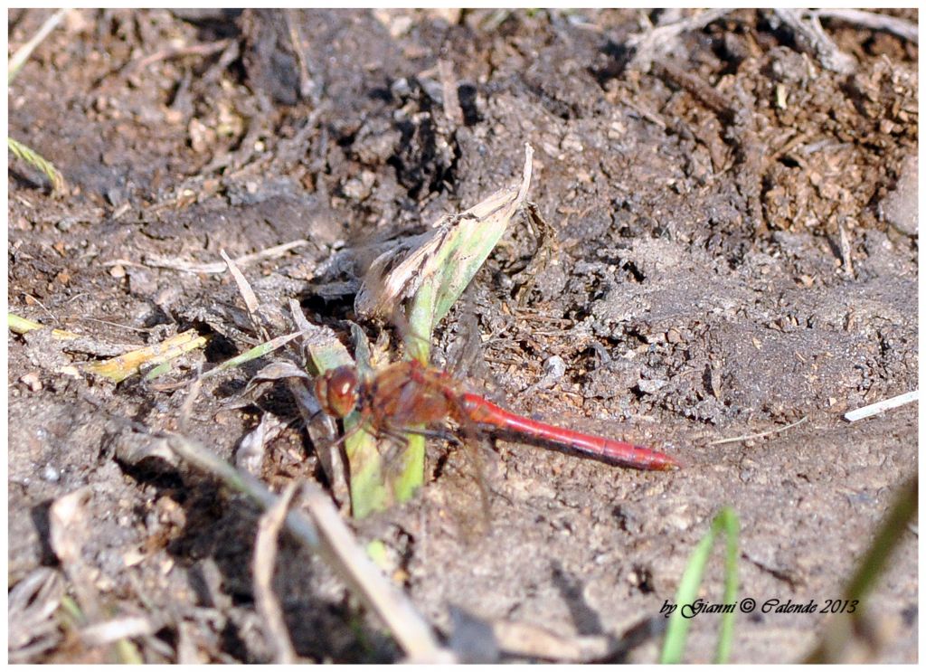 Sympetrum striolatum ?