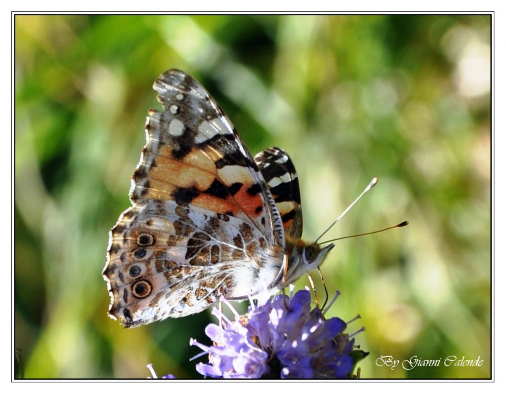 Vanessa cardui?