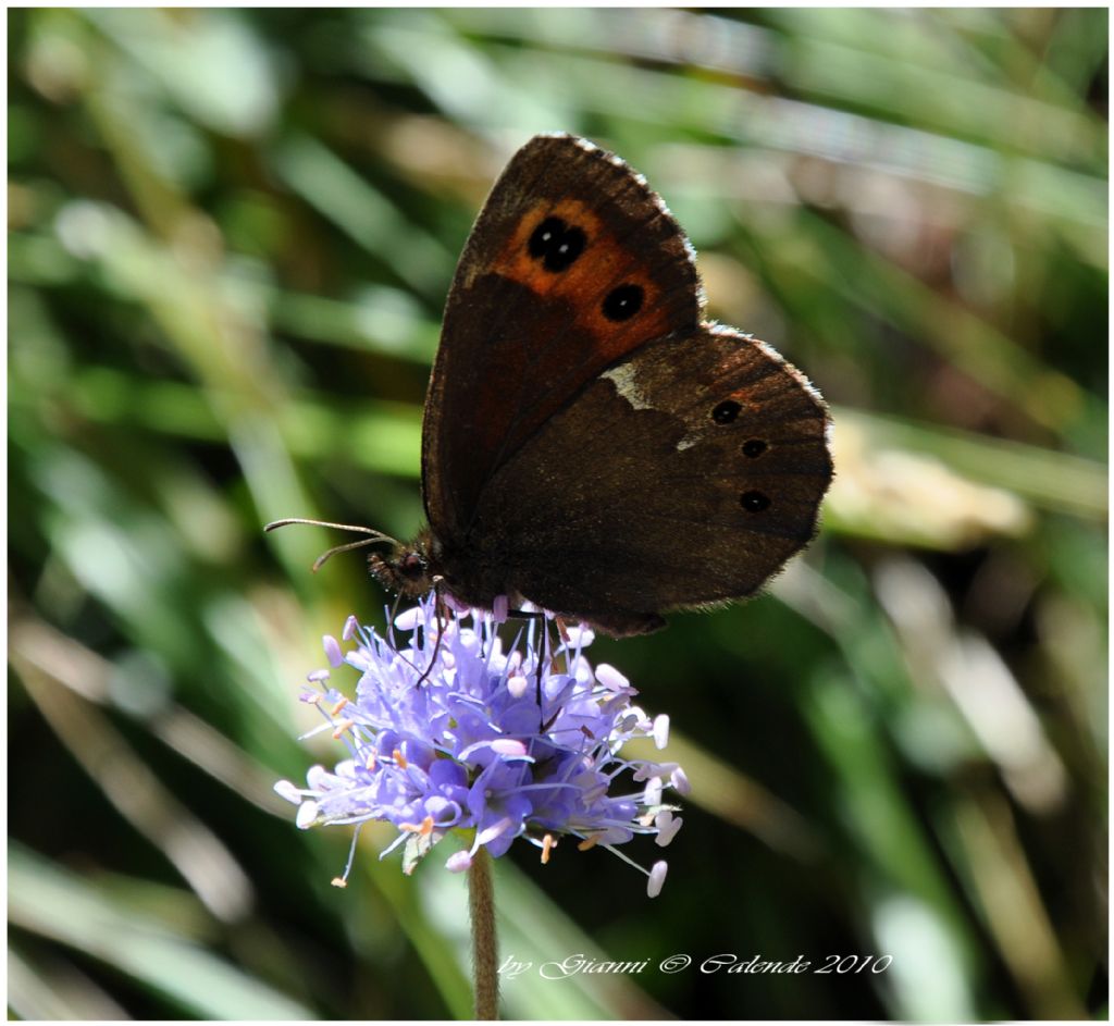 Erebia?? quale??