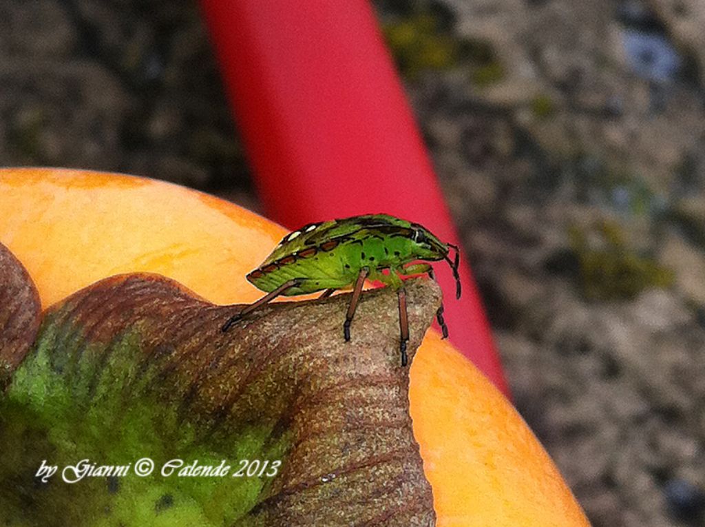 Quale insetto? Ninfa di Nezara viridula