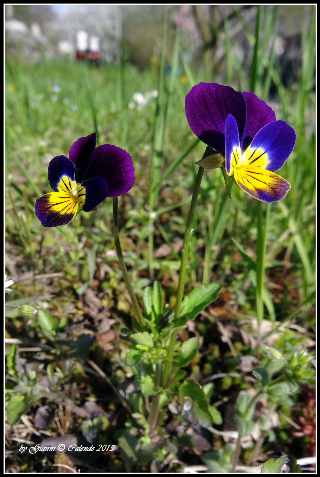 Viola tricolor