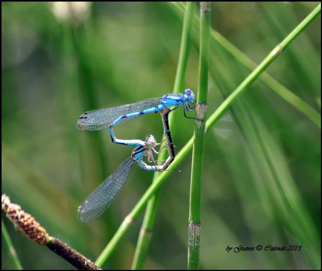 Quale Coenagrion?