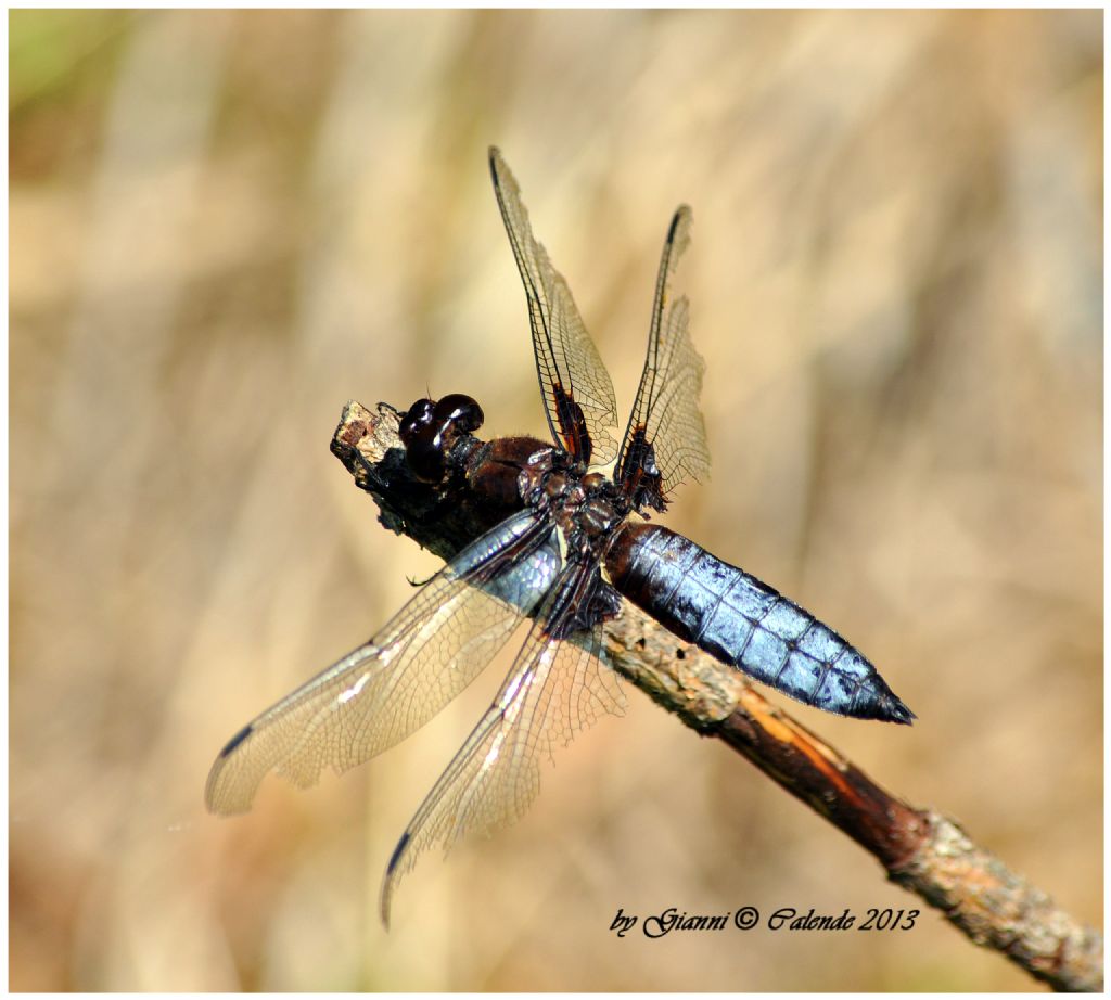 Libellula da identificare