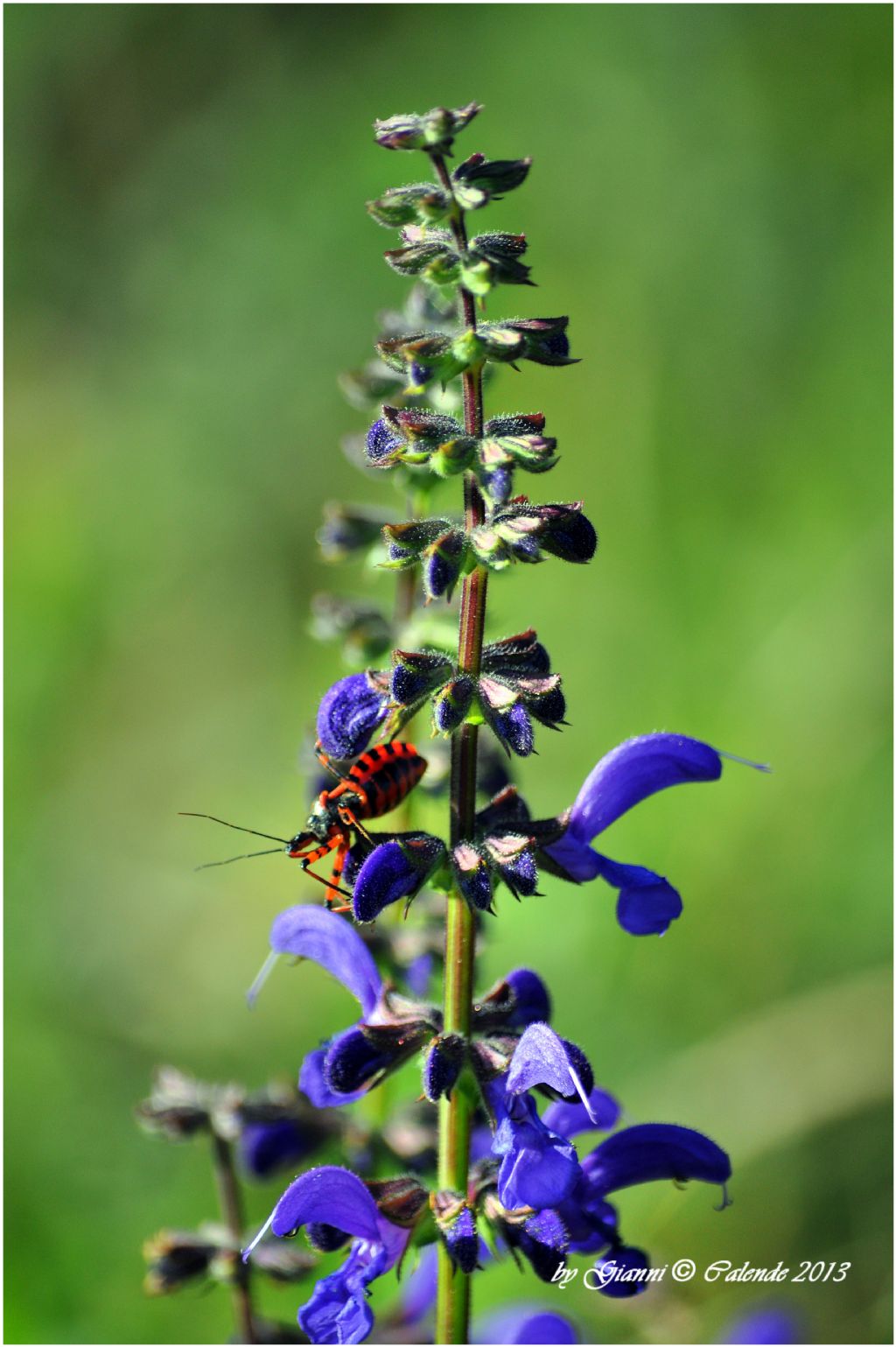 Reduvidae: Rhynocoris iracundus della Lombardia (SO)