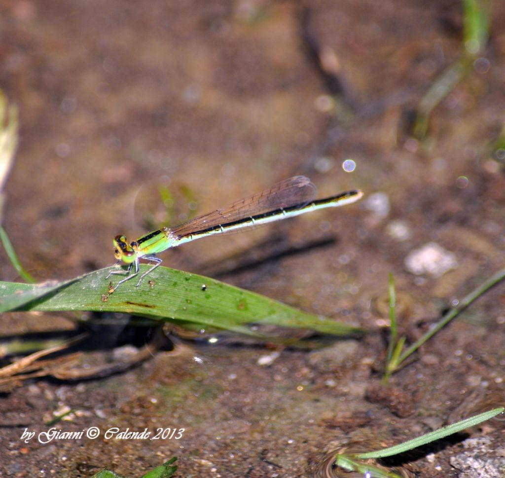 Enallagma? no, Ischnura pumilio