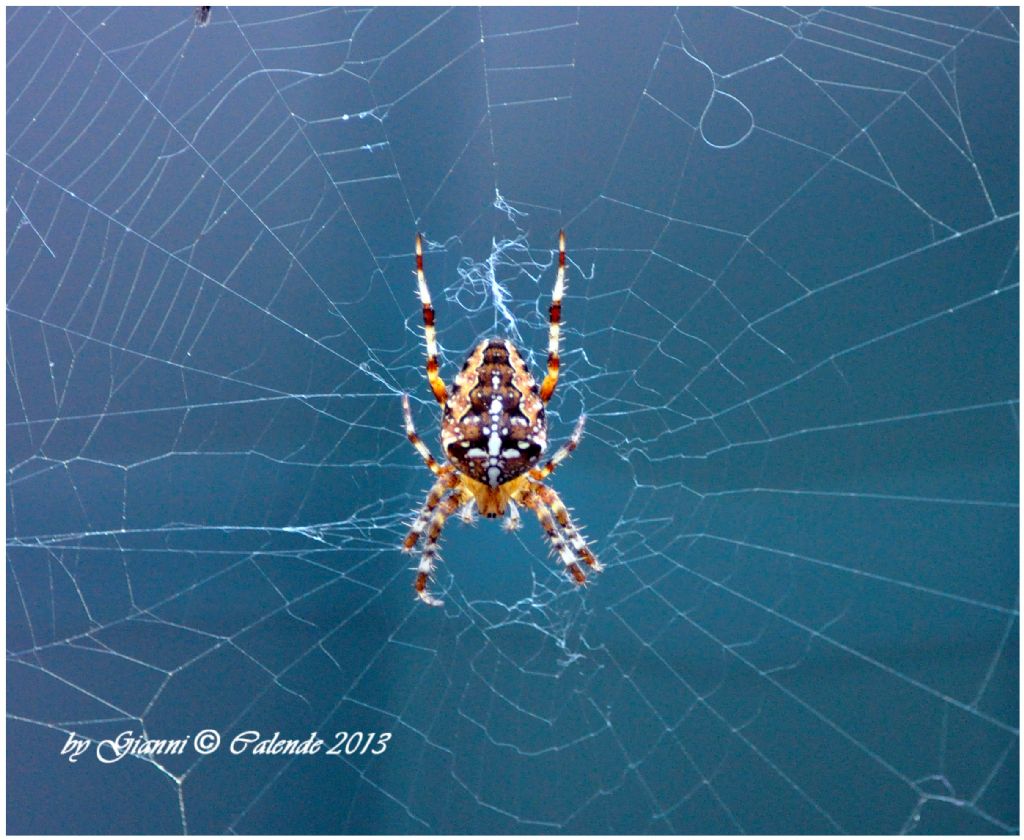 Araneus diadematus - Tirano (SO)