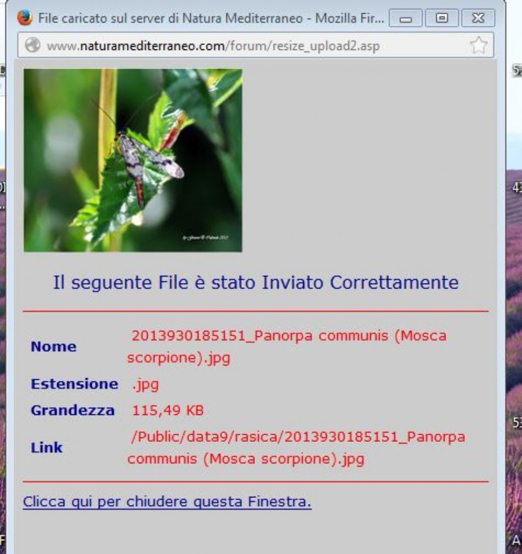 Panorpa communis (Mosca scorpione)