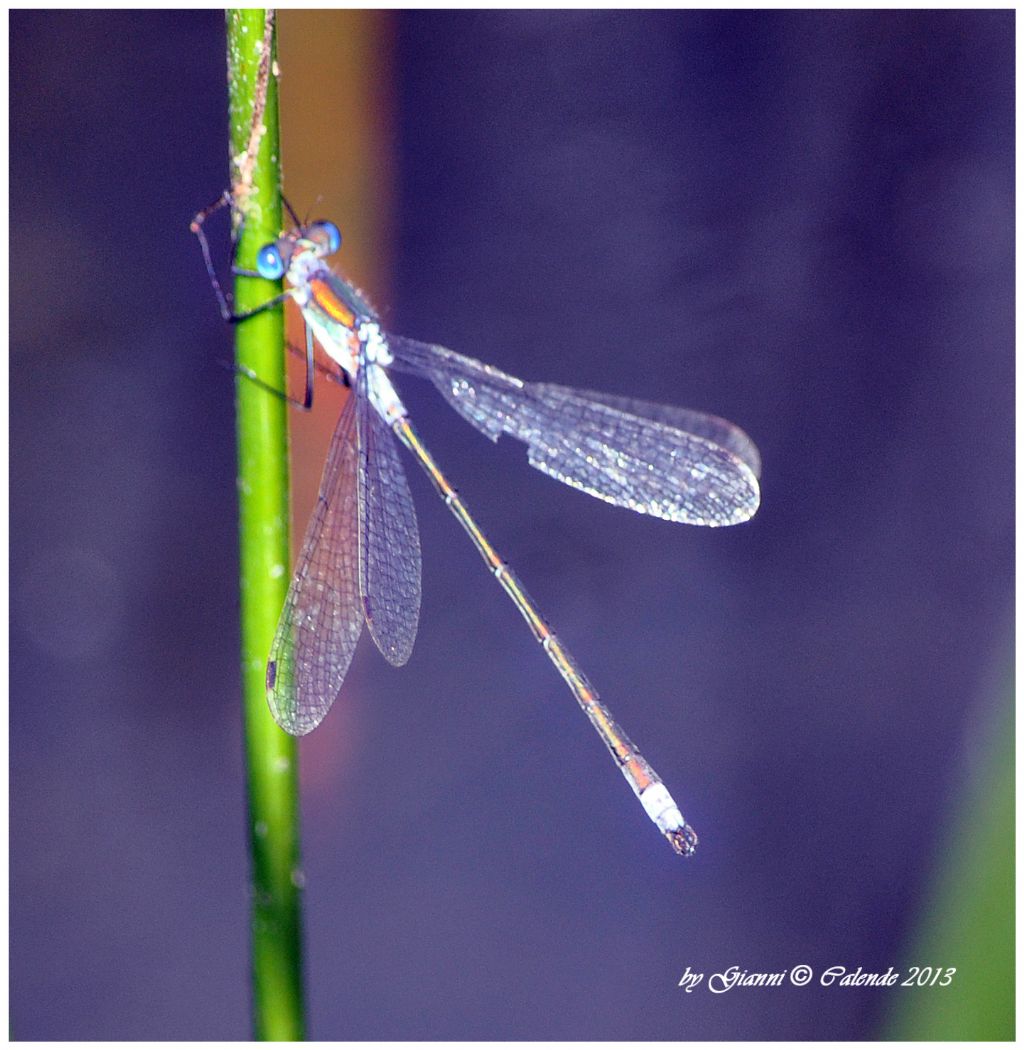 Damigella? probabile Lestes sponsa