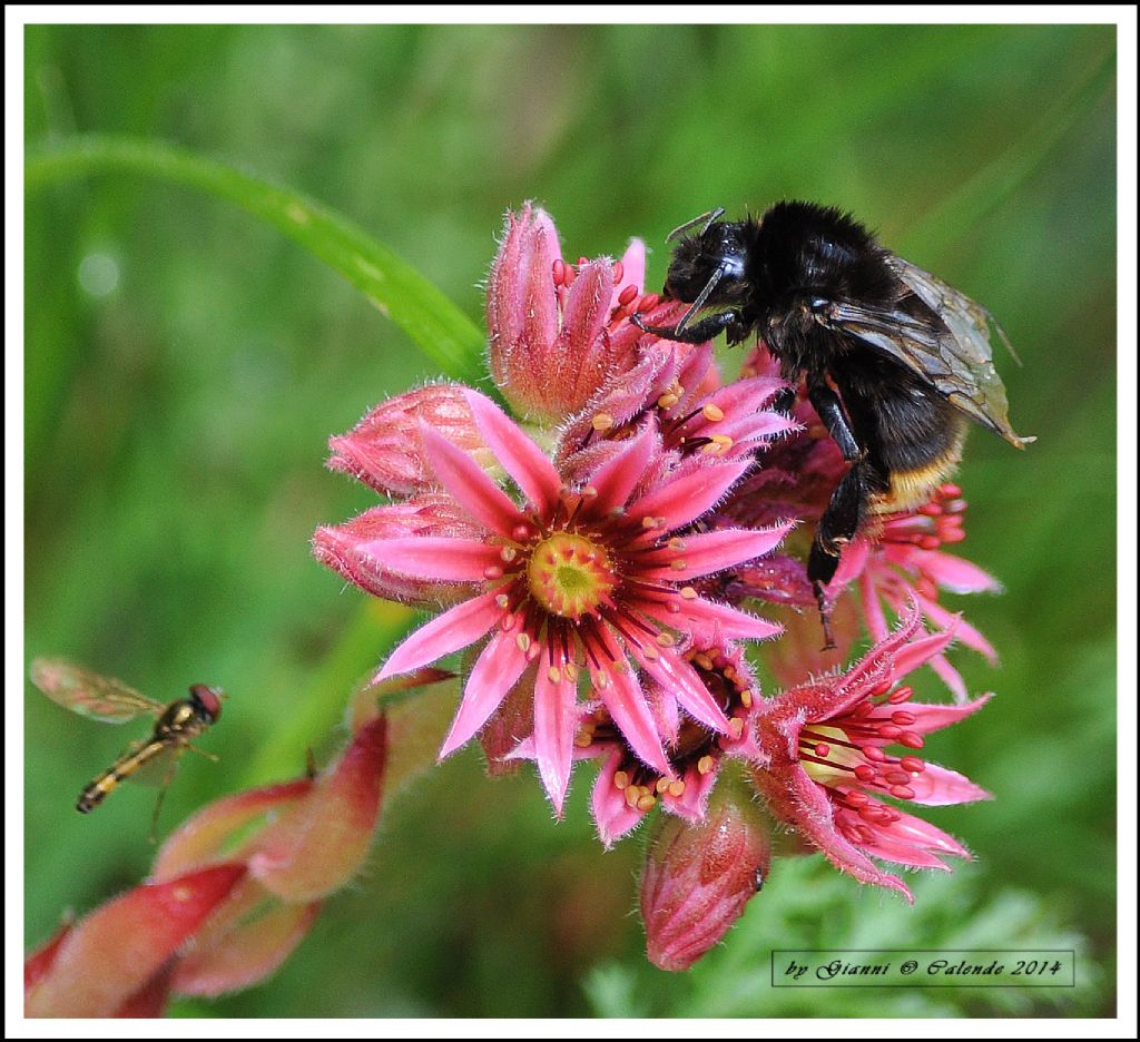 Quale Bombus?