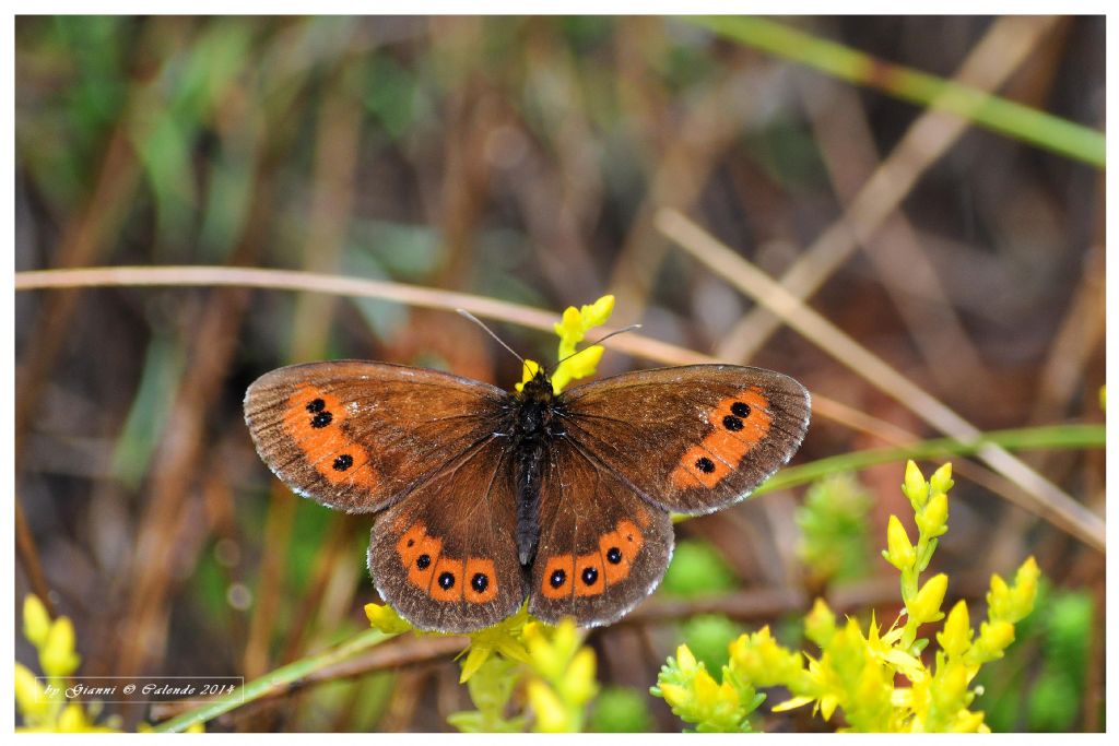 Erebia montana?