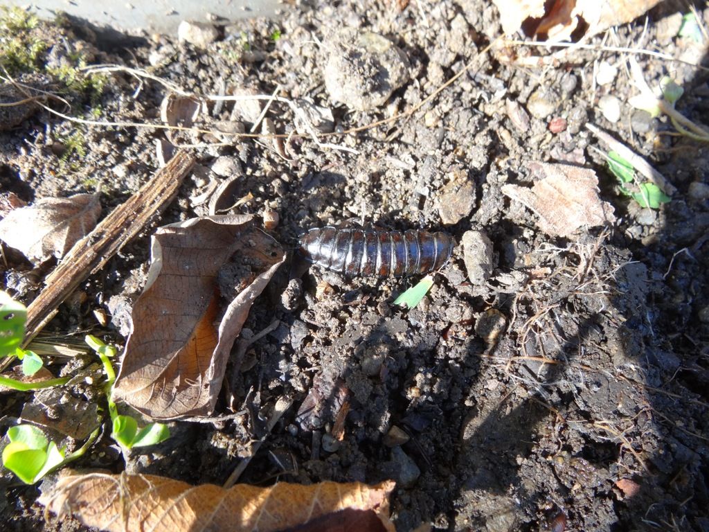 Larva di Carabus sp.