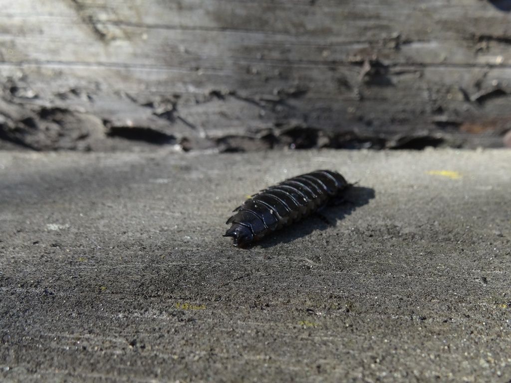 Larva di Carabus sp.