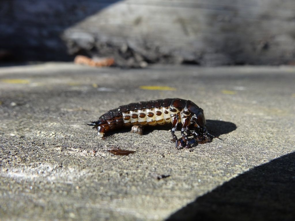 Larva di Carabus sp.