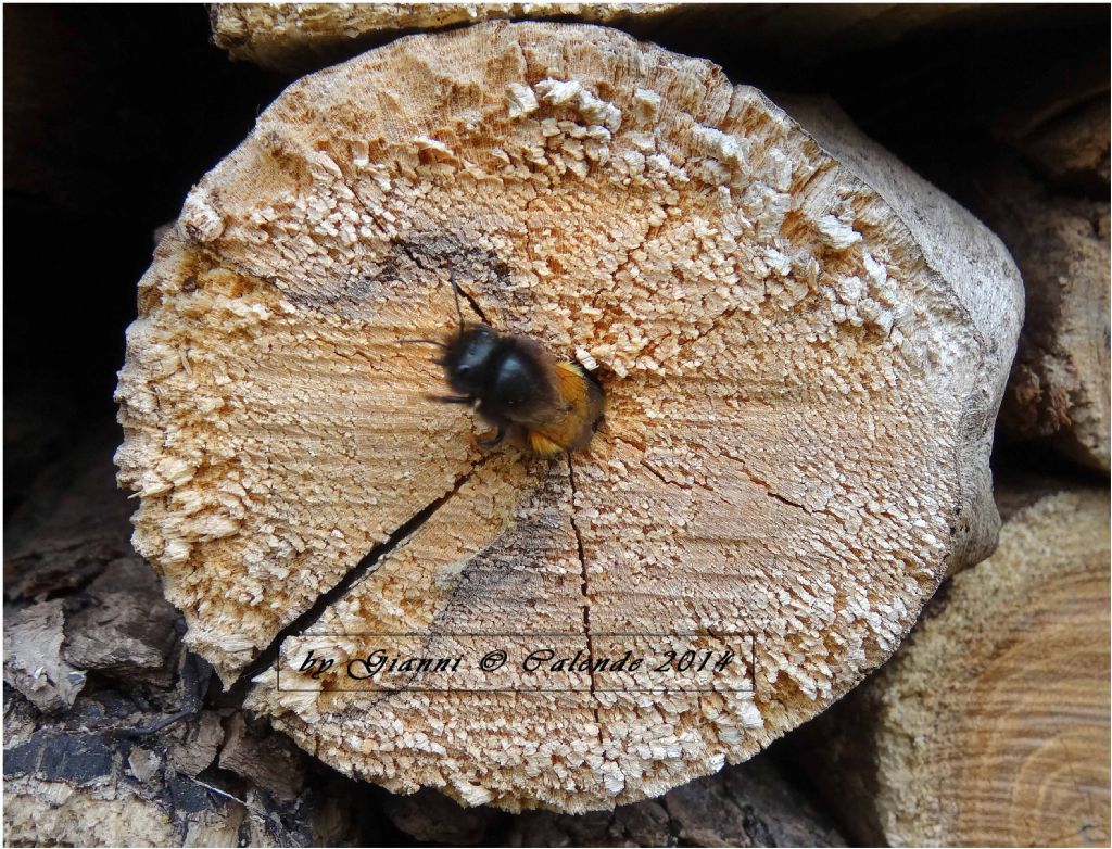 Bombus? No. Osmia cornuta