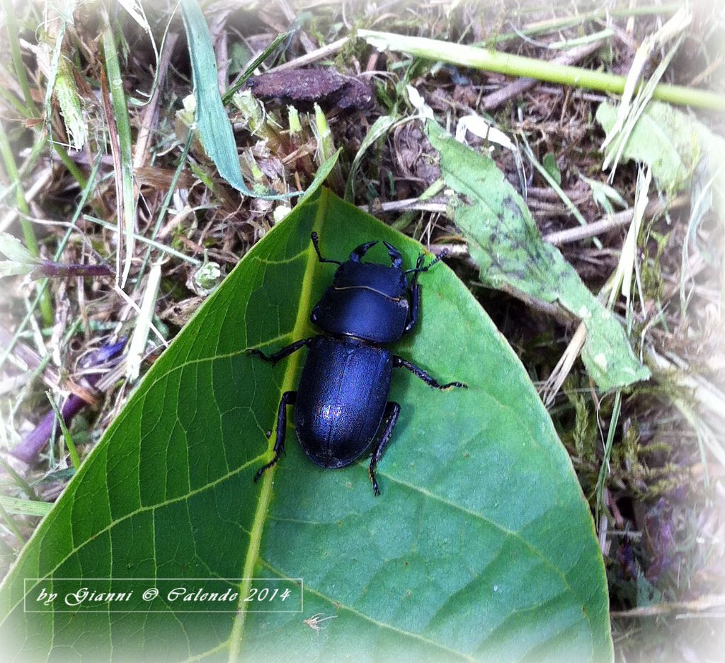 Dorcus parallelepipedus