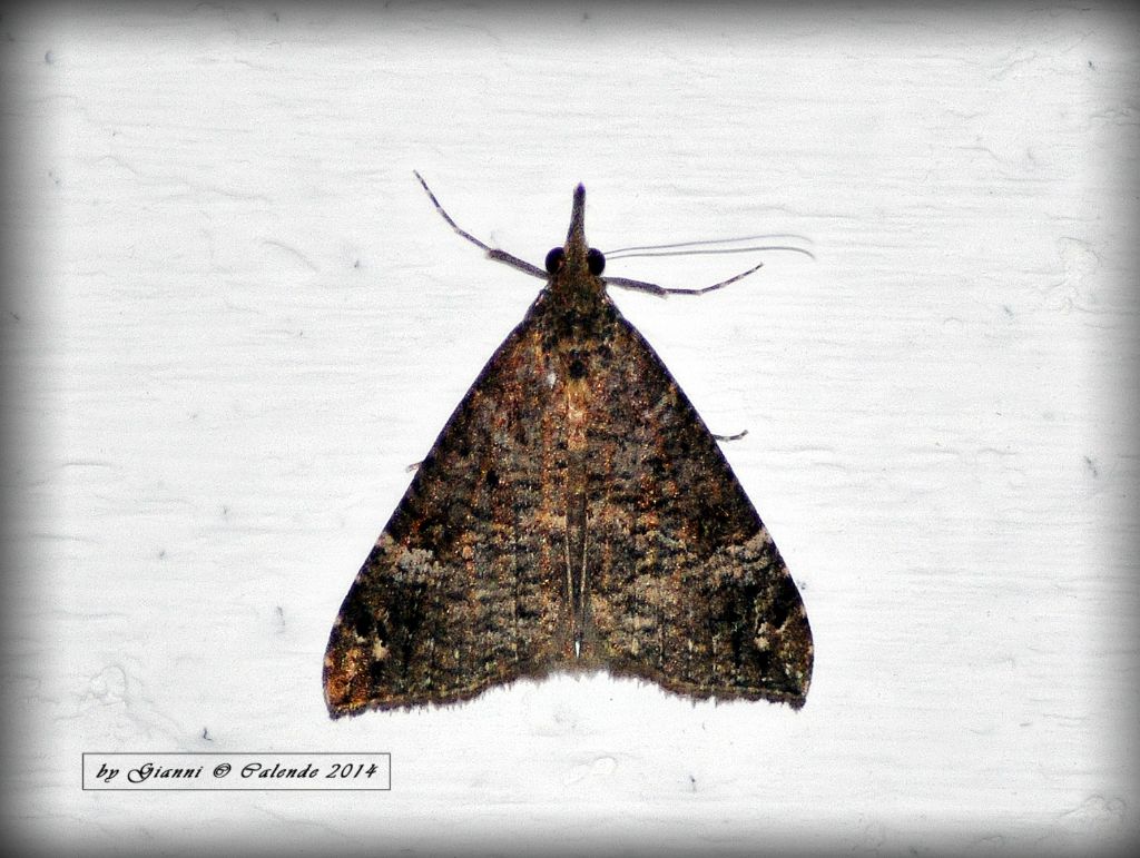 Erebidae:   Hypena (Hypena) obsitalis