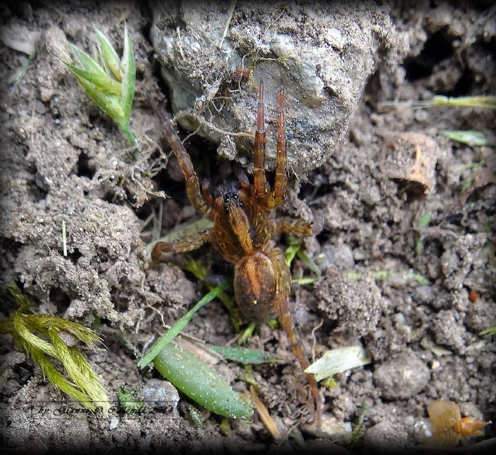 Trochosa sp. - Tirano (SO)