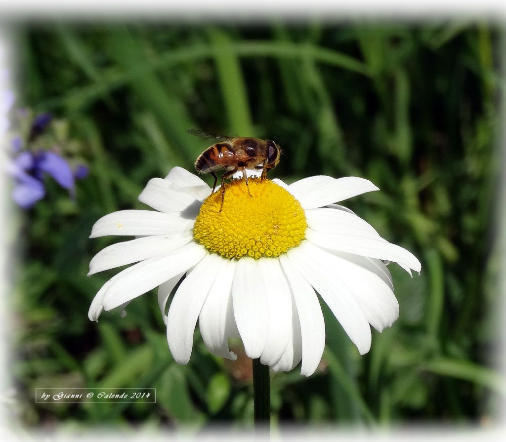  un ape? No. Eristalis cfr tenax