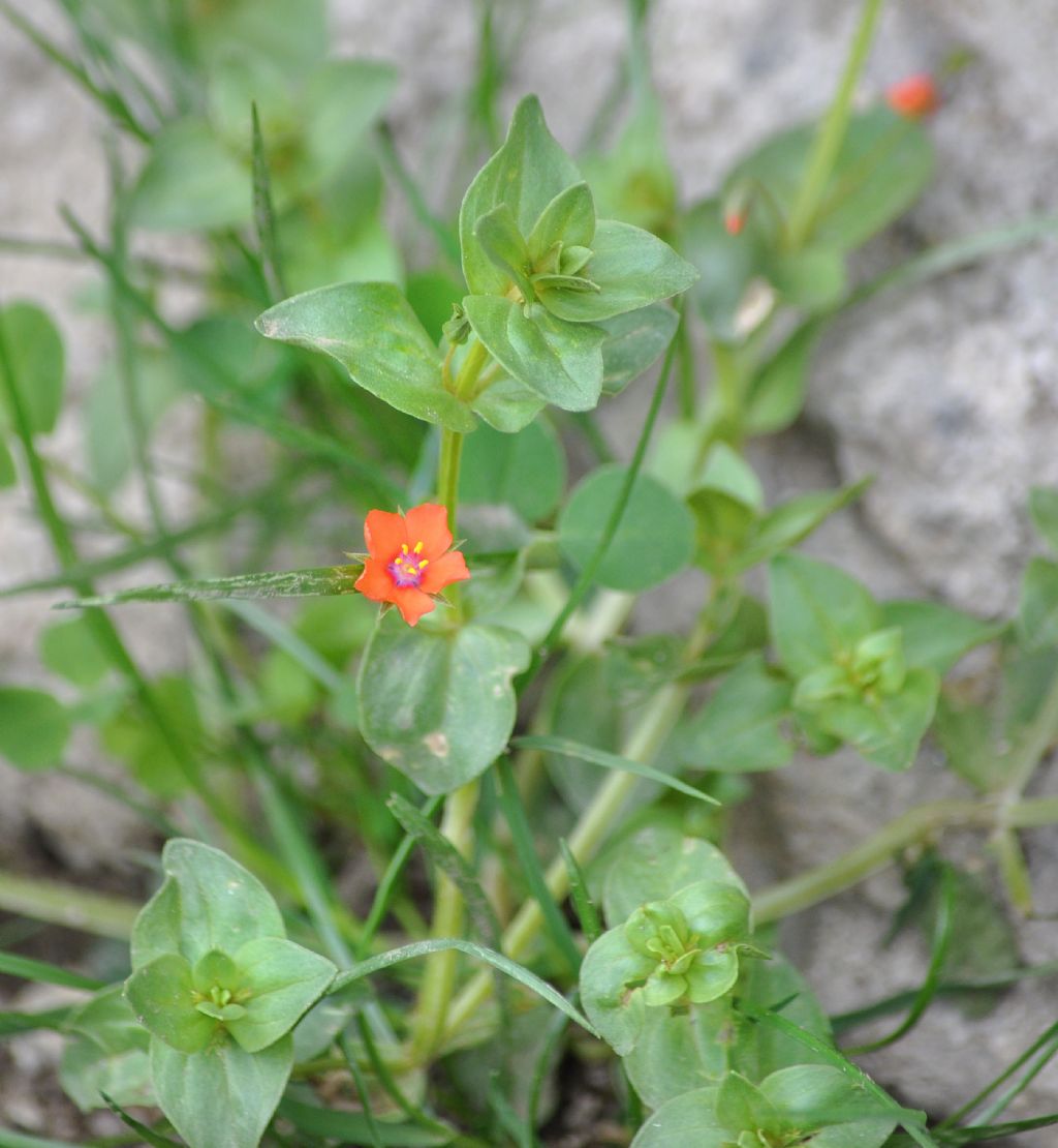 Lysimachia (=Anagallis) arvensis