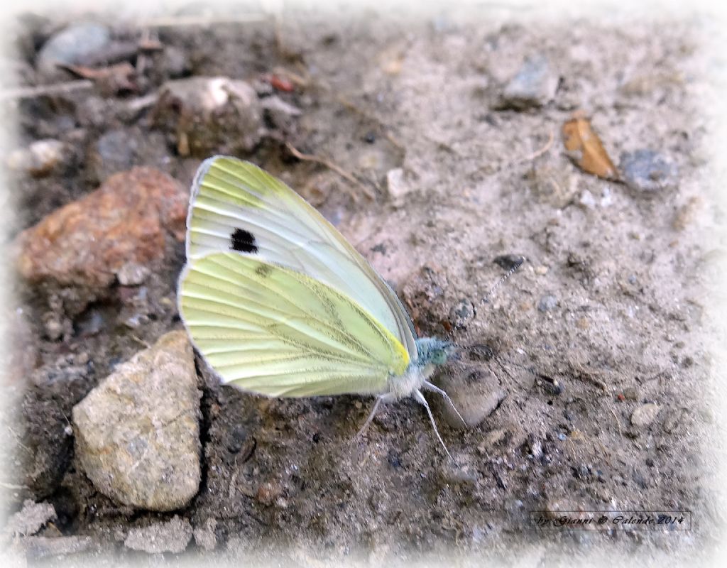 Pieris brassicae o rapae?