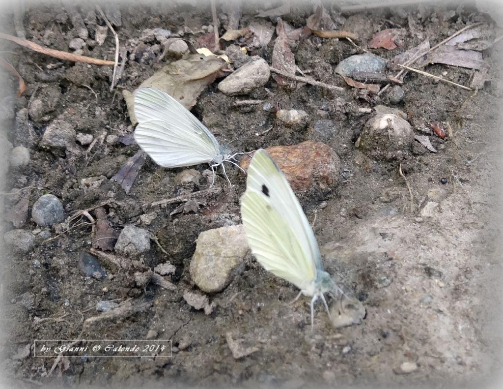 Pieris brassicae o rapae?