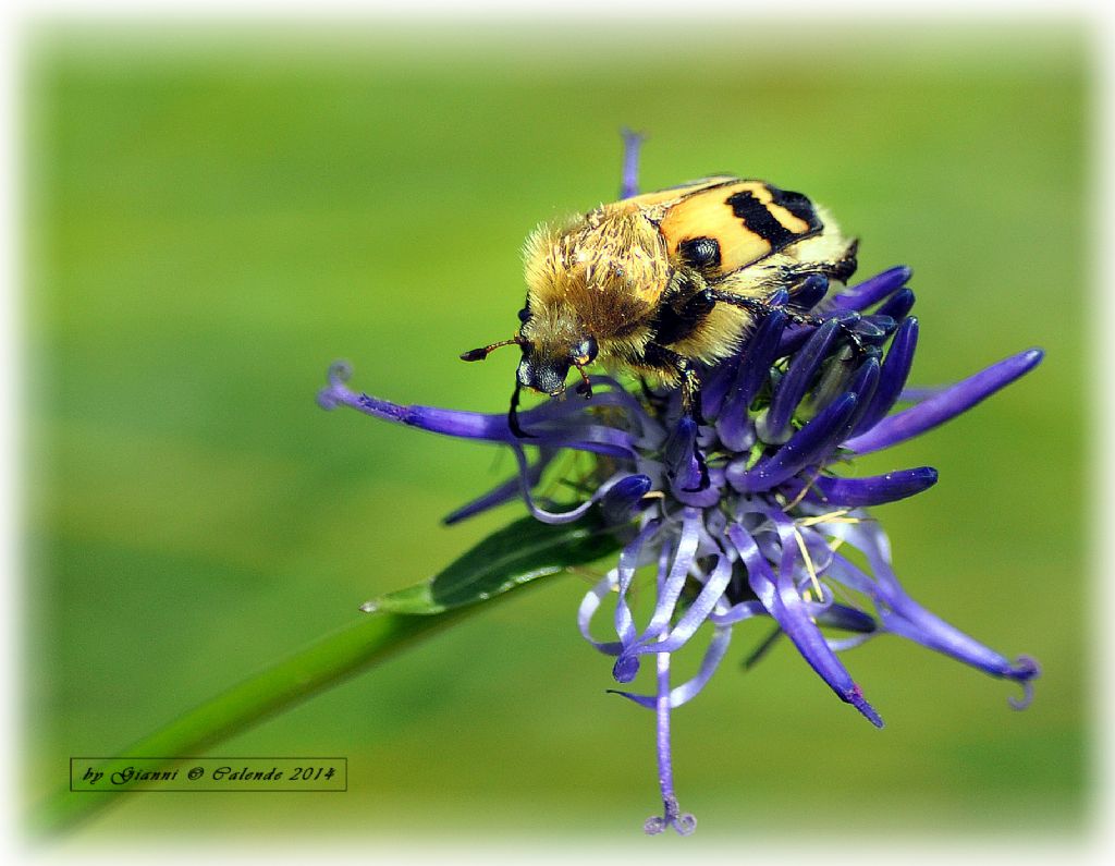 Trichius cfr. zonatus/sexualis