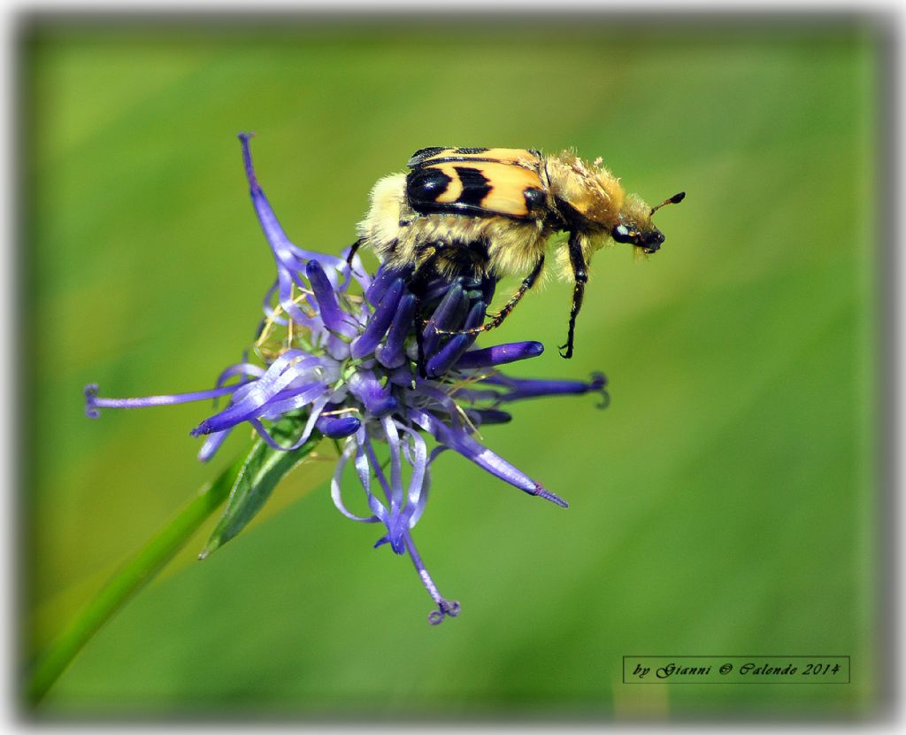 Trichius cfr. zonatus/sexualis